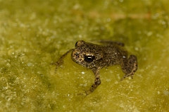 David Plant Photography - Wildlife Photography - Common toad - D